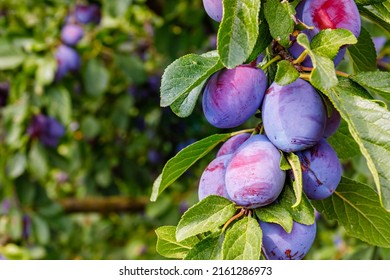 selective focus. Ripe blue purple plums in the plum garden. Agriculture Haversting background. manny ripe fruits in plantation. Ripe plums in orchad. - Shutterstock ID 2161286973