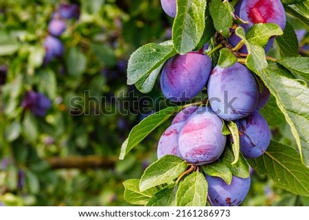 selective focus. Ripe blue purple plums in the plum garden. Agriculture Haversting background. manny ripe fruits in plantation. Ripe plums in orchad.