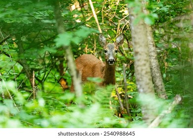 A selective focus of a roe deer in a forest covered in greenery