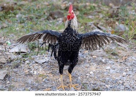 Selective focus of a rooster (also known as a cockerel or cock) flapping its wings, Beautiful male chicken standing on the ground floor, Natural laying hen open farming in countryside of Thailand.