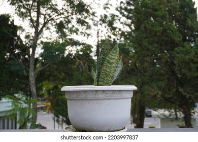 Selective Focus Of Sansevieria Futura Superba Snake Plant. Indoor Plants Outdoors Outside In Summer Season. Flat Lay. Background.