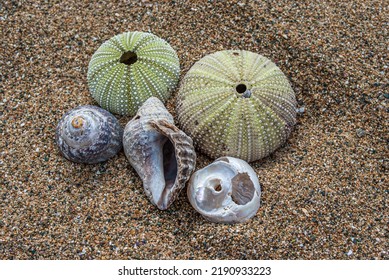 Selective focus. Sea urchins and shells on the sand.