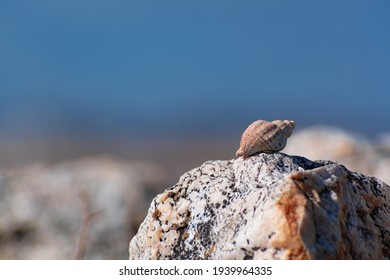 Selective focus. Seashell on the rock