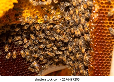 Selective focus with shallow depth of field for dimension of swarm of bees in a bee hive working together on honey comb making honey