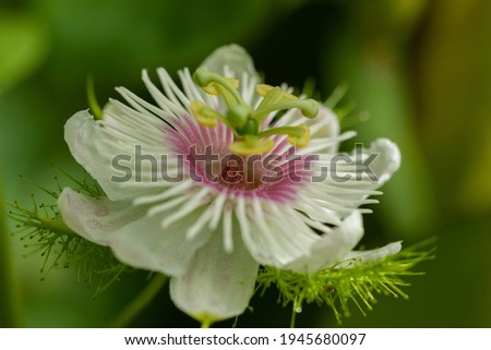 Selective focus with shallow depth of field side view of a Stinking passion flower blooming during spring season