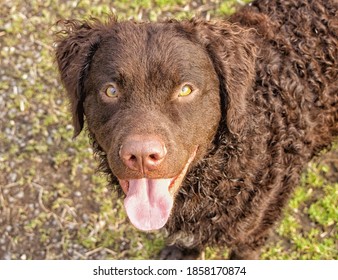 A selective focus shot of an adorable curly-coated retriever