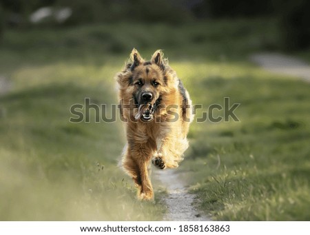 Similar – Image, Stock Photo crossbreed dog Animal