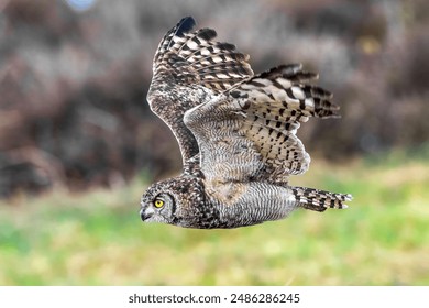 A selective focus shot of an African eagle owl mid flight