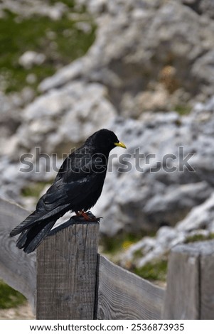 A selective focus shot of alpine chough (pyrrhocorax graculus) perched on a wooden fence