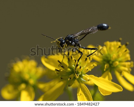 Image, Stock Photo wasp Plant Blossom Bud