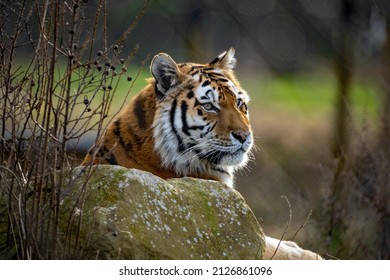 A selective focus shot of an amur tiger in the zoo