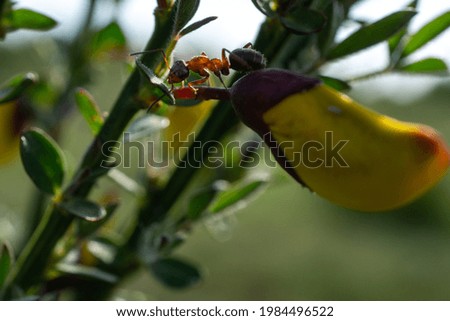 Image, Stock Photo Ants on a flower bud