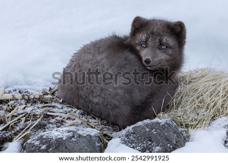 A selective focus shot of an arctic fox in Hornstrandir Nature Reserve, Iceland