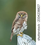 A selective focus shot of austral pygmy owl (Glaucidium nana)