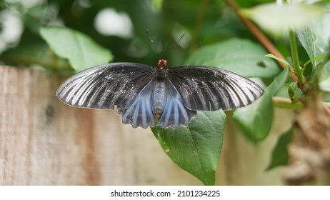 A Selective Focus Shot Of A Batwing (atrophaneura Varuna) On A Leaf