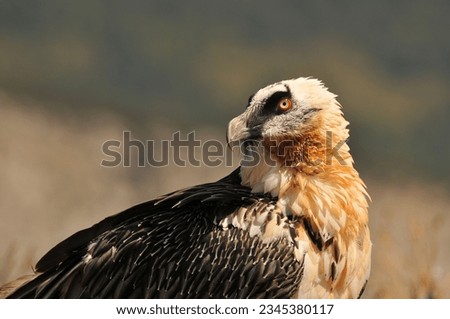 A selective focus shot of a bearded vulture bird perched in a aprk