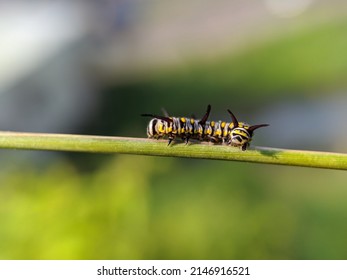 Selective Focus Shot Of The Beautiful Caterpillar. Macro Photography, Insects, Animal, Fauna, Ulat 