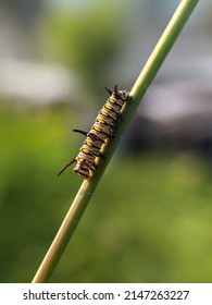 Selective Focus Shot Of The Beautiful Caterpillar. Macro Photography, Insects, Animal, Fauna, Ulat 