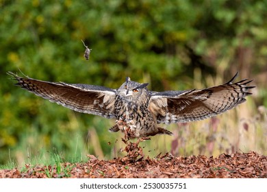 A selective focus shot of a beautiful eagle owl taking flight to catch a mouse from mid-air