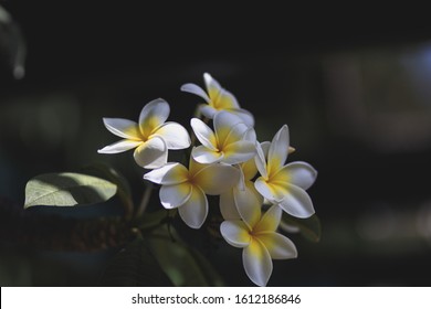 A selective focus shot of beautiful Plumeria flwoering plant in the middle of the forest