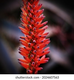 A selective focus shot of a beautiful vibrant Candelabra Aloe plant with a dark blurry background