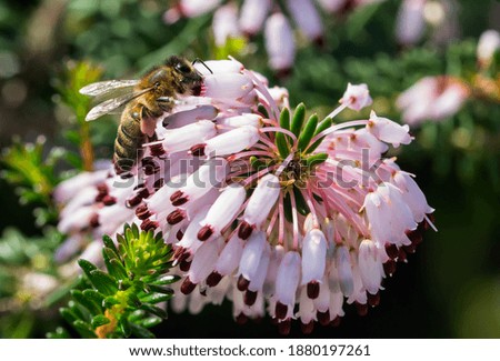 Similar – Foto Bild Biene sammelt Pollen an einer Kleeblüte