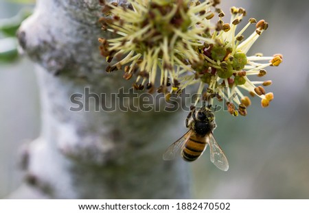 Similar – Foto Bild Biene sammelt Pollen an einer Kleeblüte