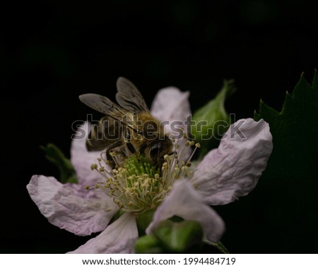 Similar – Foto Bild Biene sammelt Pollen an einer Kleeblüte