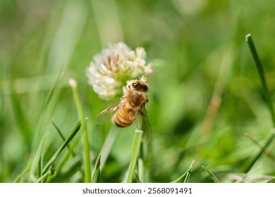 A selective focus shot of a bee on a clover flower outdoors