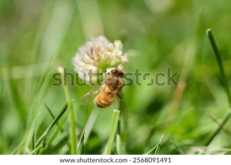 A selective focus shot of a bee on a clover flower outdoors