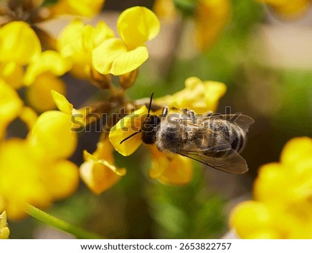 A selective focus shot of a Bee on a yellow flower in a garden