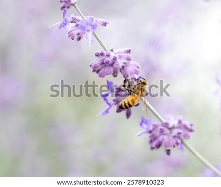 Similar – Image, Stock Photo Vibrant insect on lavender in natural habitat