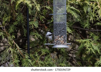 A Selective Focus Shot Of A Bird Sitting On A Seed Container Near The Pine Trees