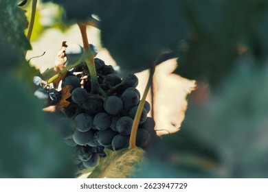 Un plano de enfoque selectivo de una uva negra que crece en un jardín
