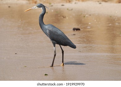 A selective focus shot of a black heron on a sandy beach