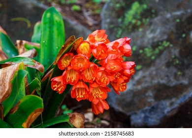 A Selective Focus Shot Of Blooming Bush Lily