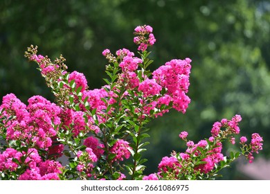 A selective focus shot of blooming crape myrtle
