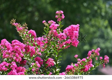 A selective focus shot of blooming crape myrtle