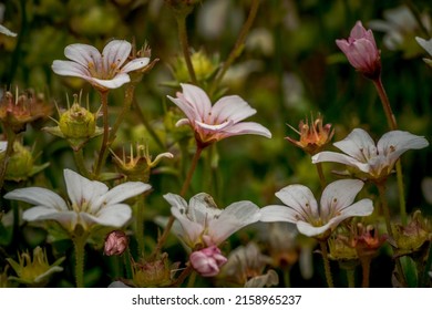 A Selective Focus Shot Of Blooming Tufted Alpine Saxifrage