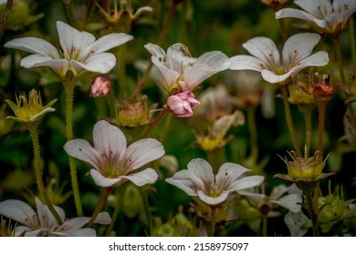 A Selective Focus Shot Of Blooming Tufted Alpine Saxifrage