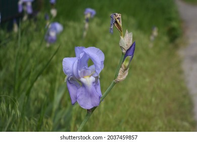 A Selective Focus Shot Of Blue Sweet Iris Flowers