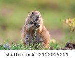 A selective focus shot of a Bobak marmot