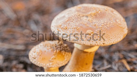 Similar – Image, Stock Photo Fly agaric on the forest path