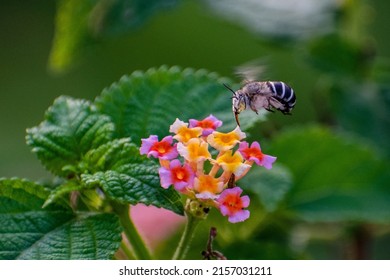 A selective focus shot of a bumble bee flying over blooming lantana flowers