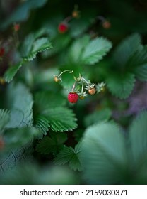A selective focus shot of callow raspberry sprouts on the raspberry bush