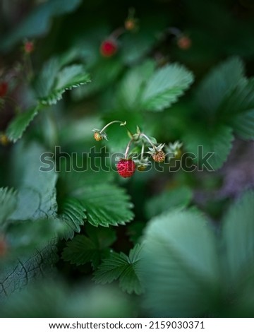A selective focus shot of callow raspberry sprouts on the raspberry bush