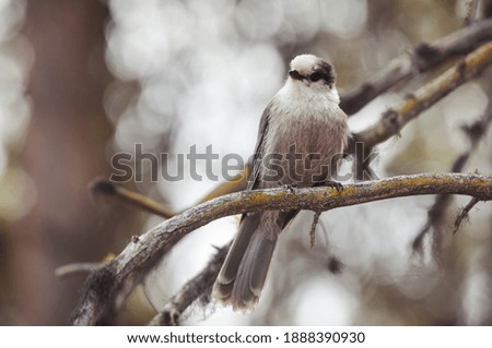 Similar – Eichelhäher im Baum Natur