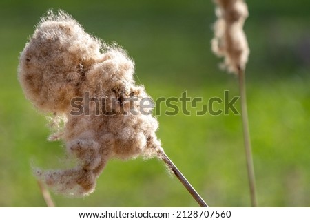 A selective focus shot of Cattail fluff