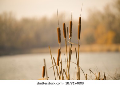 A selective focus shot of cattails by a lake