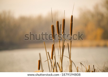 Foto Bild Herbst am See Sinnesorgane